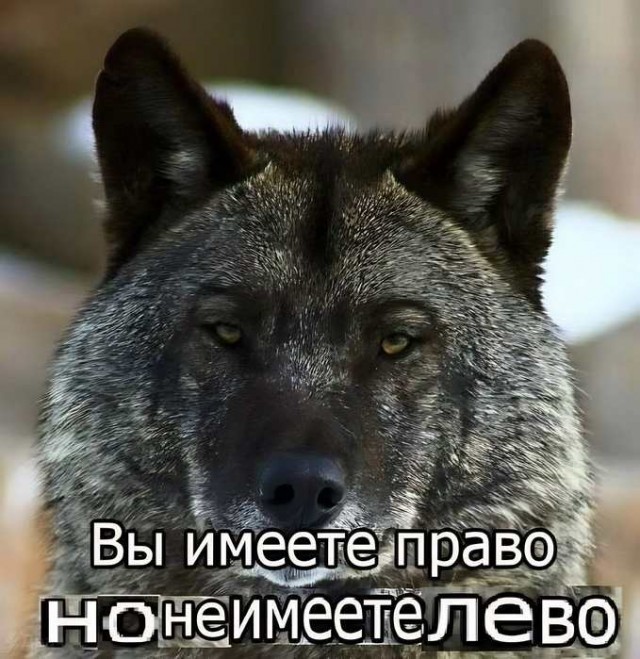 Картинки для деградации 158 (разной степени свежести)