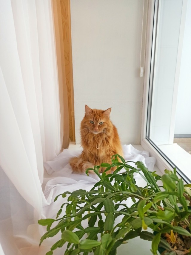 Кошка Яна 19 лет
