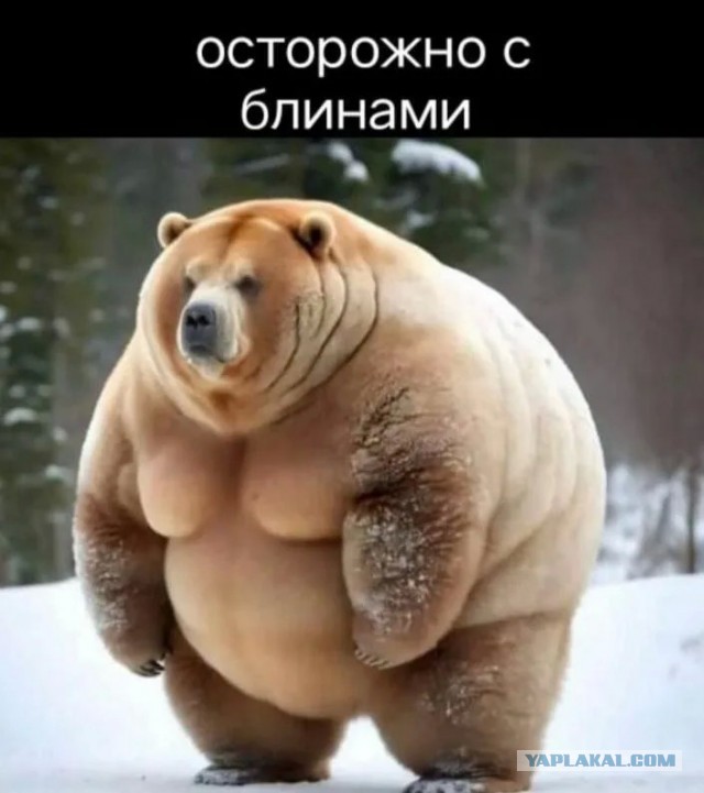 Голодный медведь устроил дегустацию на рынке в Аспене