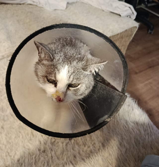 К котовторнику: знакомтесь: Сёма