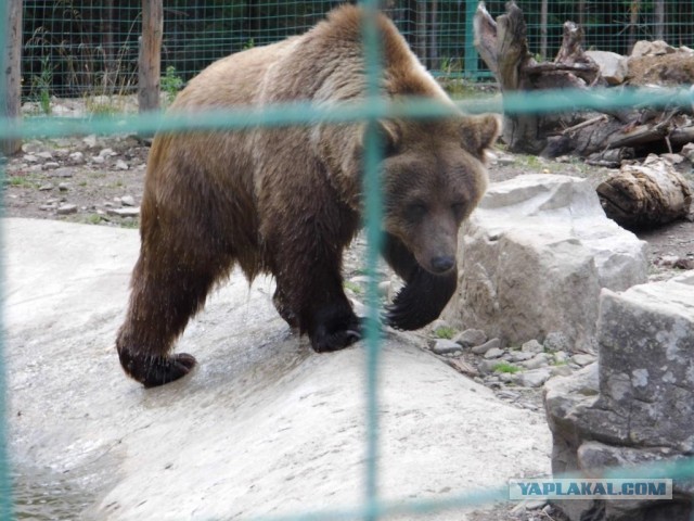 В Карпатах
