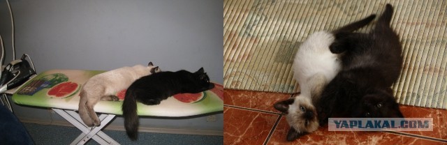 Коты и время