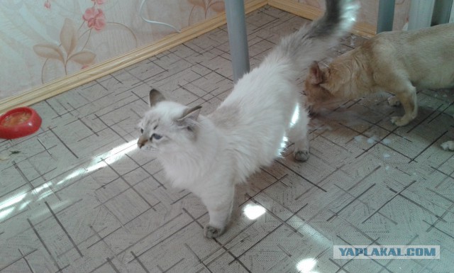 Котовторник  08.04.2014