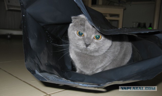 Котовторник 22.04.2014