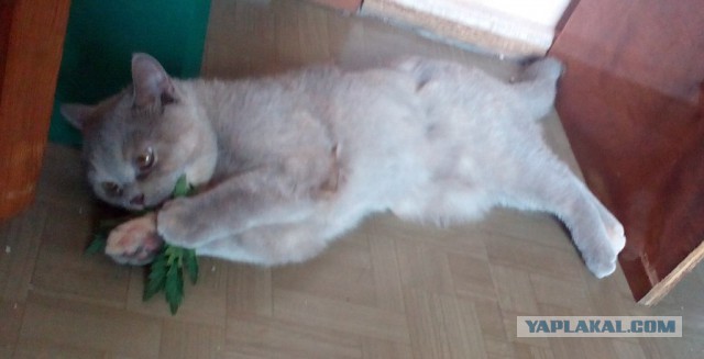 Котовторник 24.06.2014
