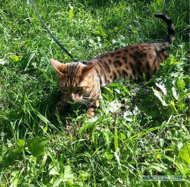 Котовторник 24.06.2014