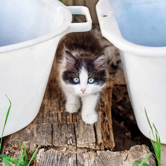 Котовторник 01.07.2014