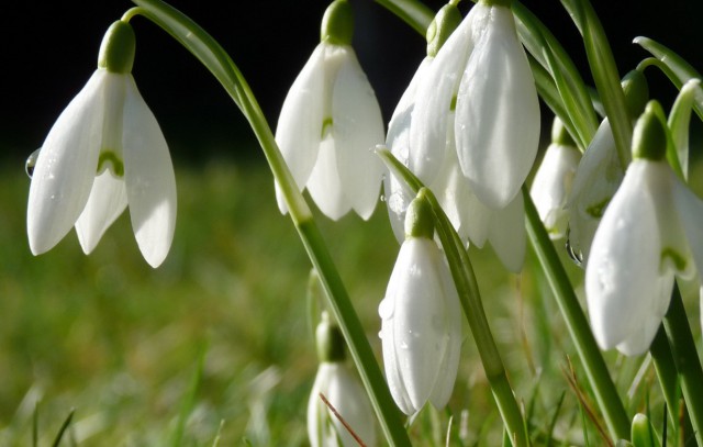 Наталья Поклонская vs Надежда Савченко
