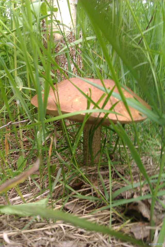 Просто выходные...