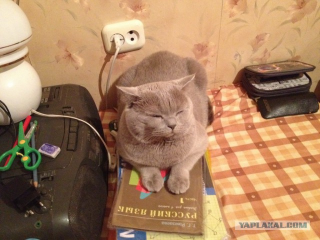 Котовторник 02.09.2014