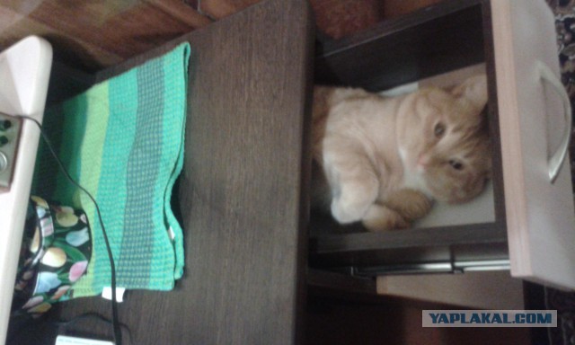 Котовторник 2.12.14