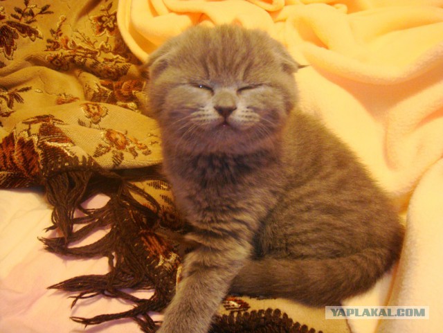 Котовторник 30.12.2014