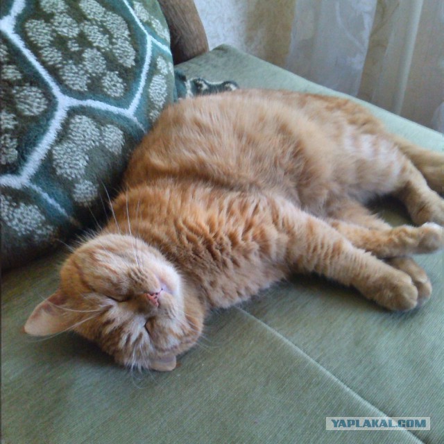 Котовторник 16.06.2015., Котовторник наступил!