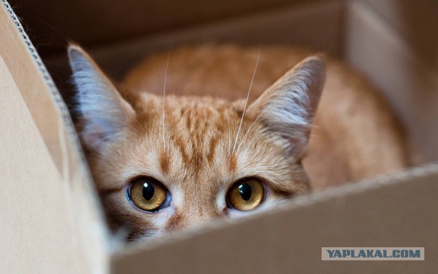 Котовторник