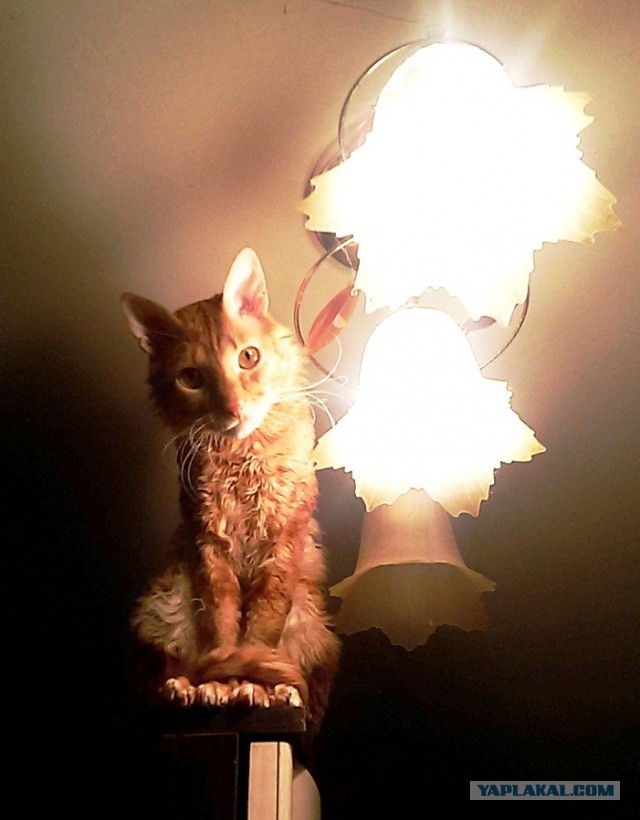 Котовторник
