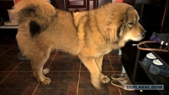 Собакочетверг же, ау!