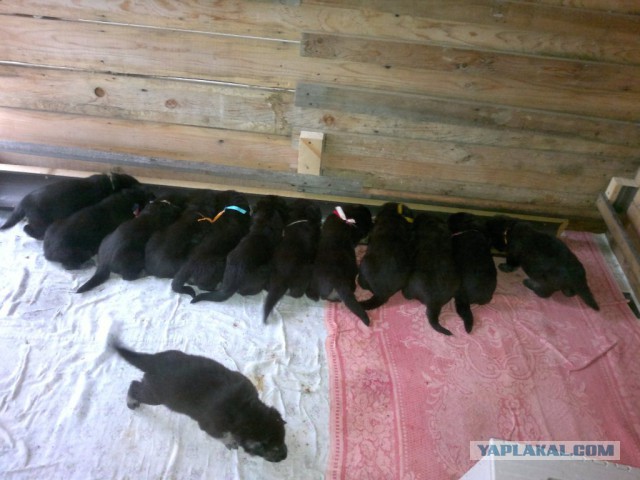 Подборка животных, которых застали за трапезой