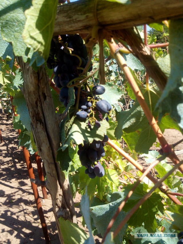 Я узнал, что у меня есть огромная семья