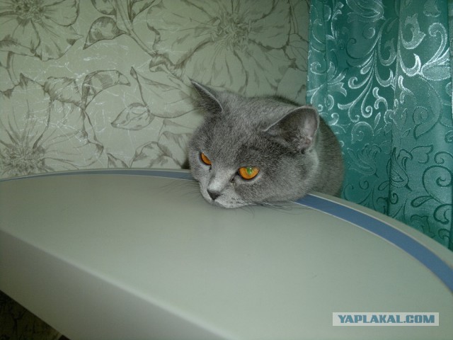 Котовторник 16.02.16