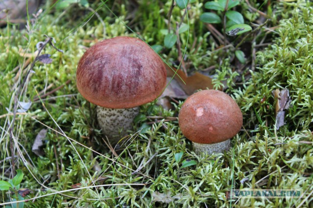 Славянская Душа