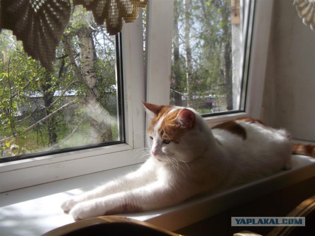 Котовторник 12.04
