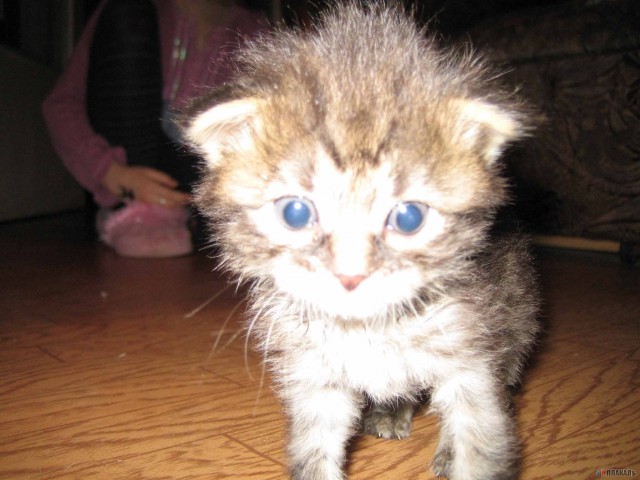 Котовторник!