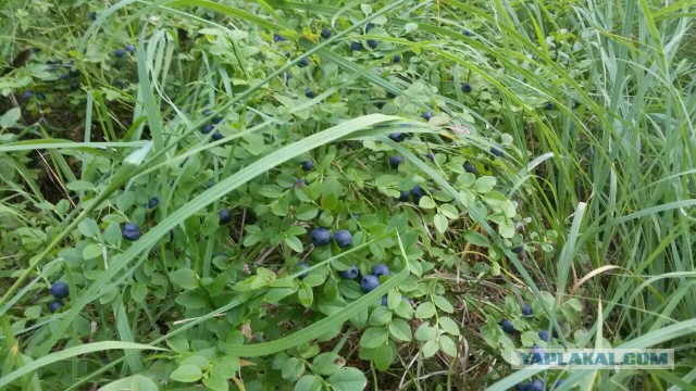 Кухня (кулинарное и околокулинарное общение)