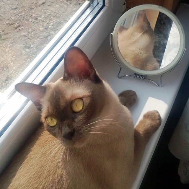 Котовторник 27.09.16