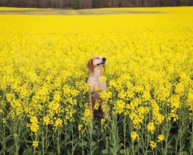 Самые смешные животные