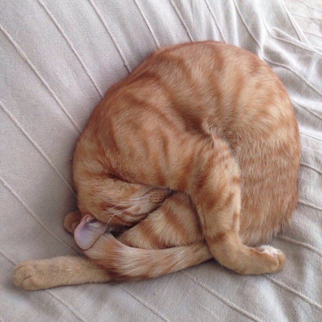 Коты и Кошки