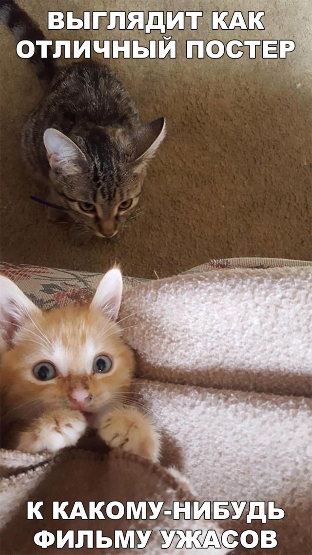 Коты и Кошки