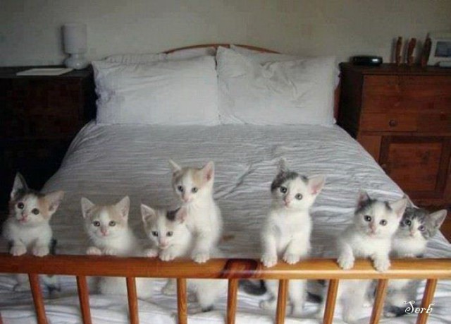 Котэ и кровать