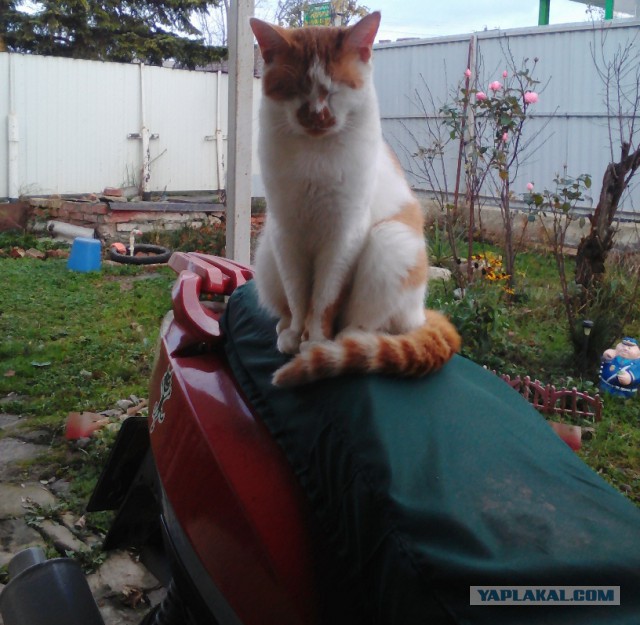 Котовторник 12.12.2017