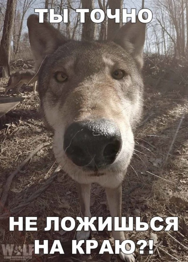 ПоСРЕДственная подборка
