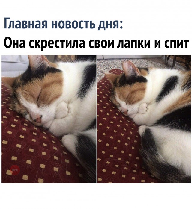 Подборка настоящих котов