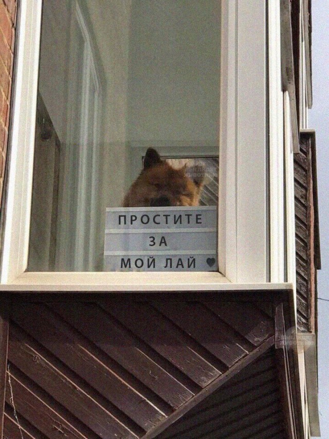 Смешные объявления, надписи и вывески