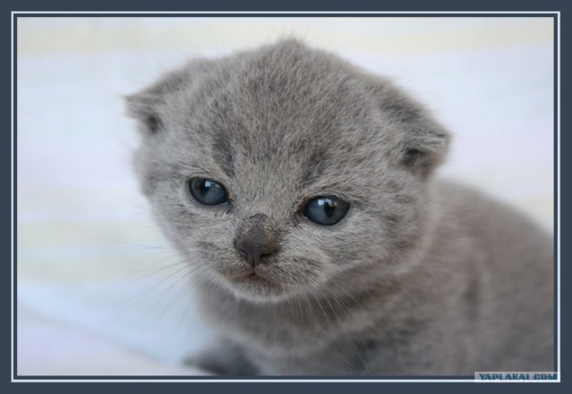 Котовторник на ЯПлакалъ! От числа 09.09.08