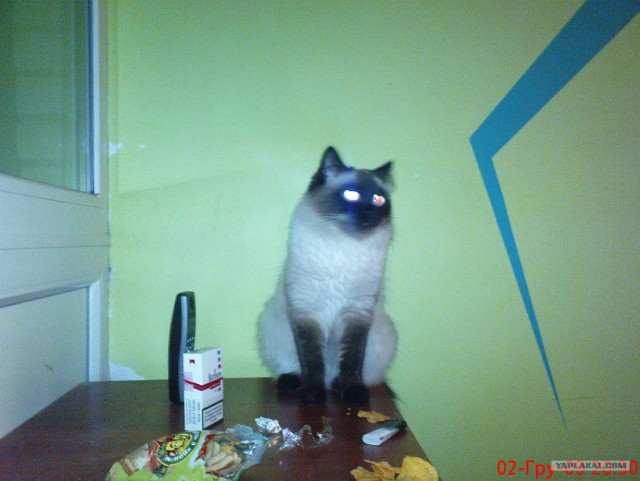 Котовторник: начало