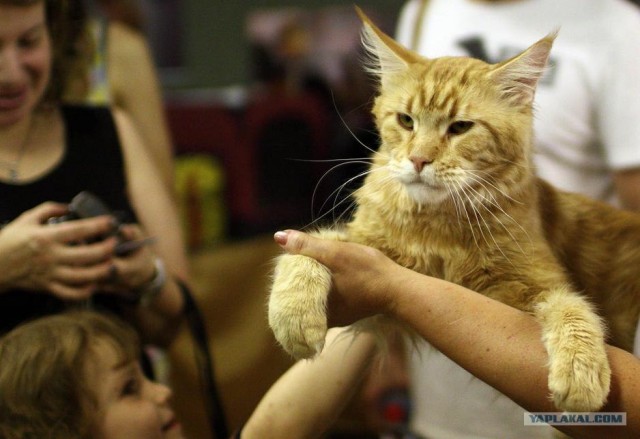 Котовторник на 6 июля