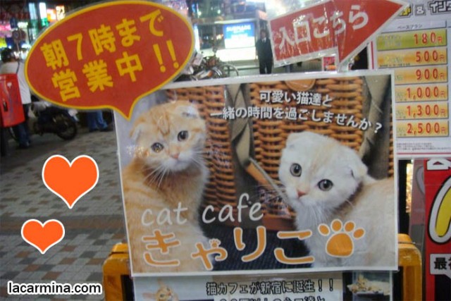 Котовторник