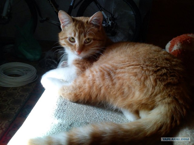 Котовторник на середину июня