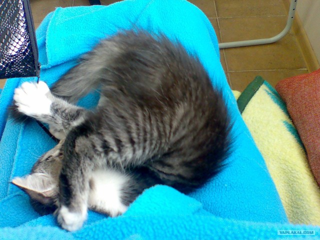 КОТОВТОРНИК (6.03.2012)