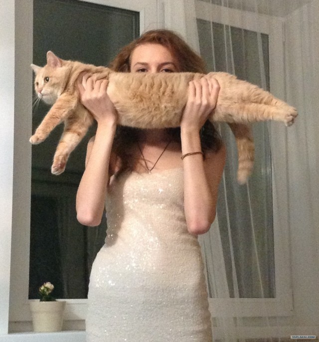 Новогодний Котовторник 01.01.2013