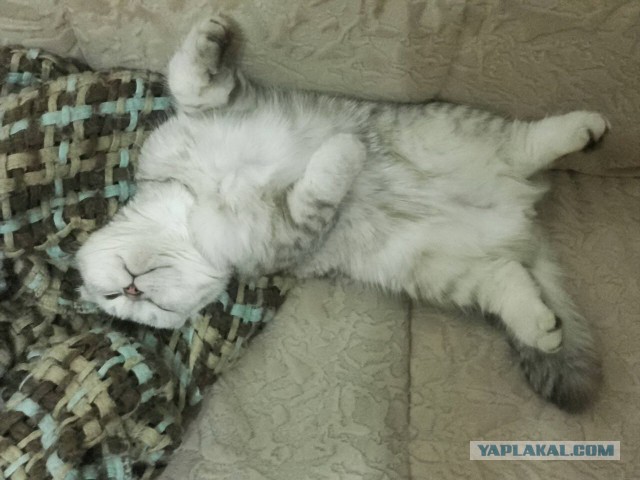 05.03.19 Котовторник же