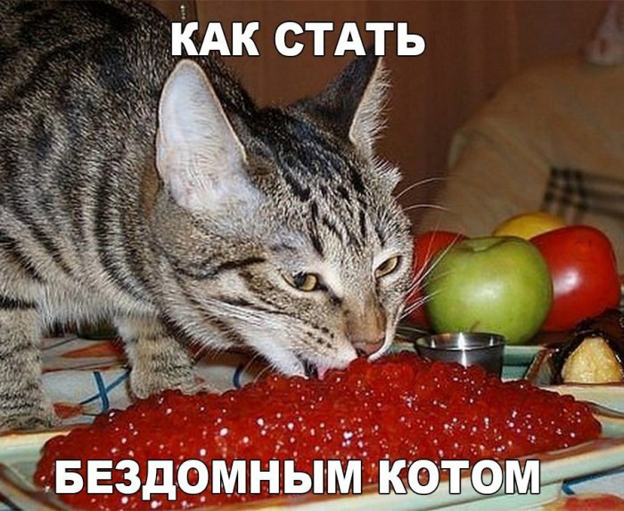 Картинки с котами и про котов