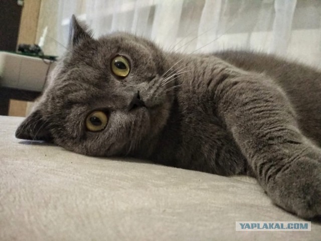 Начнем котоФторник?
