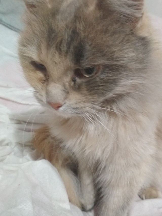 Дети притащили мелочь кошачью