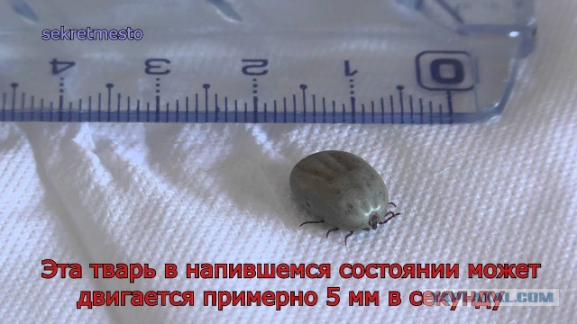 В озеро Круглое во Всеволожске "случайно" занесло священника Александро-Невской лавры иеромонаха Серафима