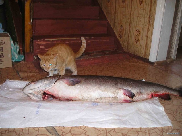 Фотожаба: котейка в шоке