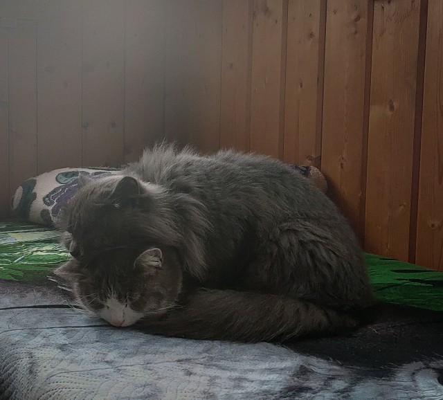 Котовторник